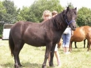 Unsere Ponys