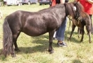 Unsere Ponys