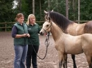 Unsere Ponys