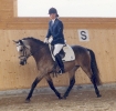 Unsere Ponys