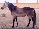 Unsere Ponys