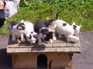 unsere Tiere