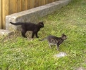 unsere Tiere