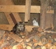 unsere Tiere